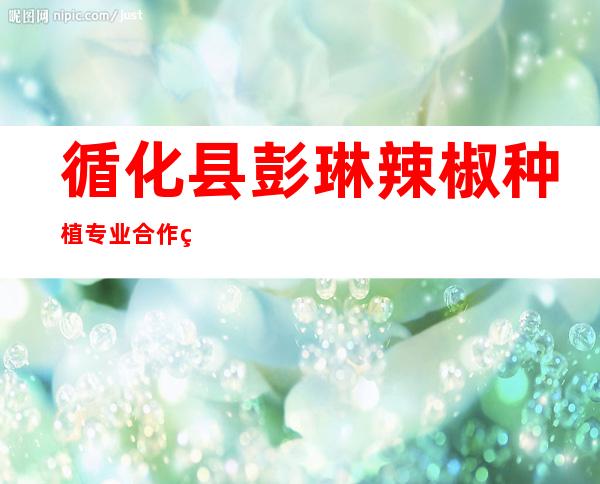 循化县彭琳辣椒种植专业合作社